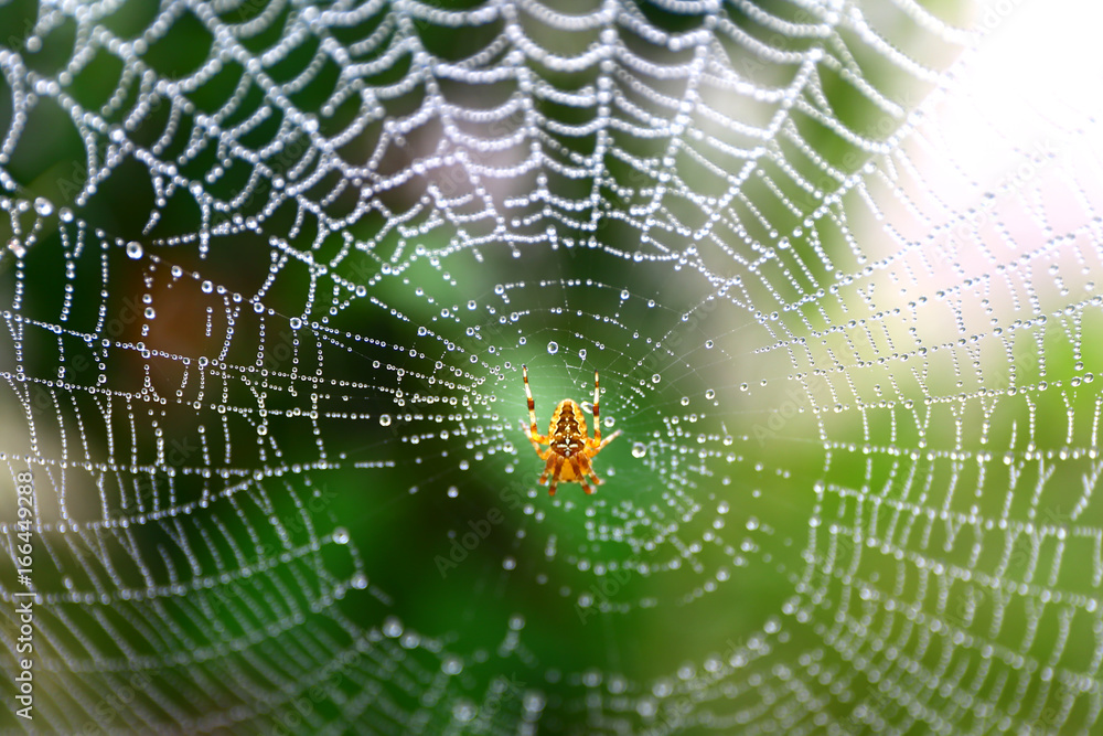 European garden spider waits for some food on its web. European garden spider waits for some food on its web.