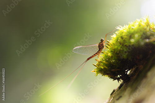 Mayfly (Ephemeroptera) close up sitting on tree moss and beautiful natural background
