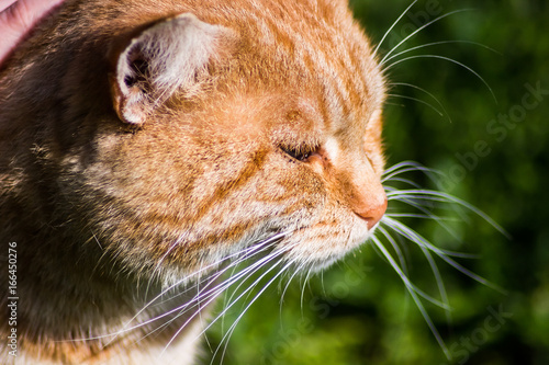 orange cat with big head close up portrait