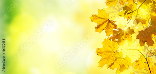 fall yellow leaves and grass bokeh background with sun beams banner