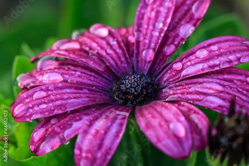 Violet gerbera flower on white isolated background with clipping path.