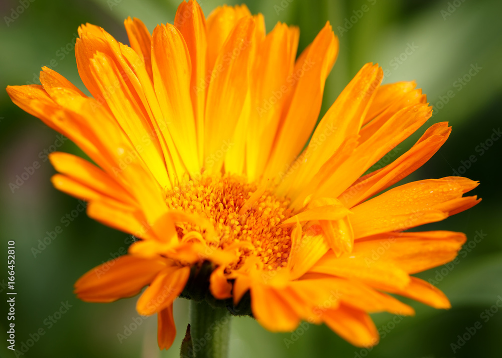 Orange flower green background Orange flower green background