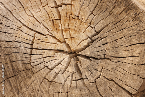 Pine Tree Wood Grain with Cracks