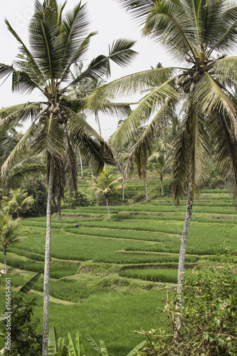 Rice harvesting at Jatiluwih rice terrace at Bali  Indonesia