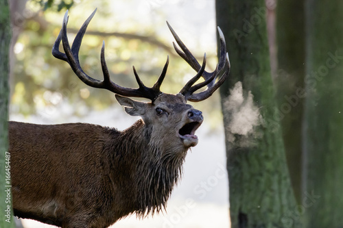 Red Deer stag (Cervus elaphus) roaring or calling in early morning mist, showing breath
