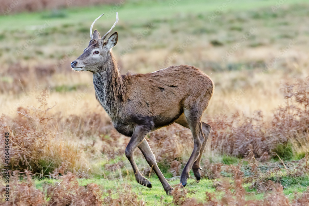 Red Deer (Cervus elaphus) buck or pricket running through parkland Red Deer (Cervus elaphus) buck or pricket running through parkland