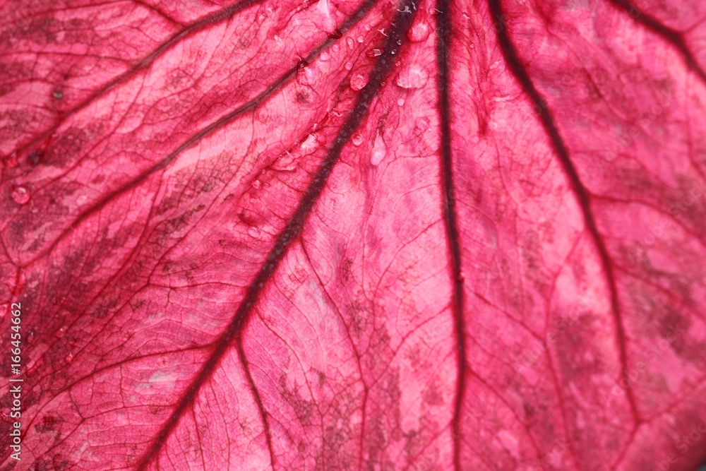 Fototapeta premium Red leaves background