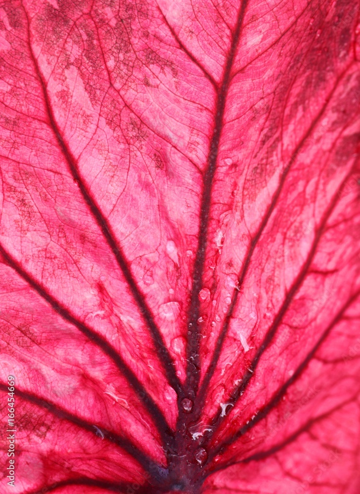 Naklejka premium Red leaves background