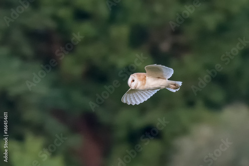 Side view of a single Barn Owl (Tyto alba) flying across green background photo