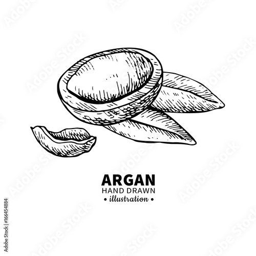 Argan vector drawing. Isolated vintage  illustration of nut. Org