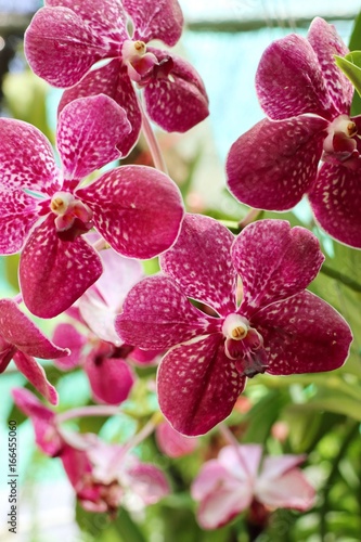 Fototapeta Naklejka Na Ścianę i Meble -  Orchid