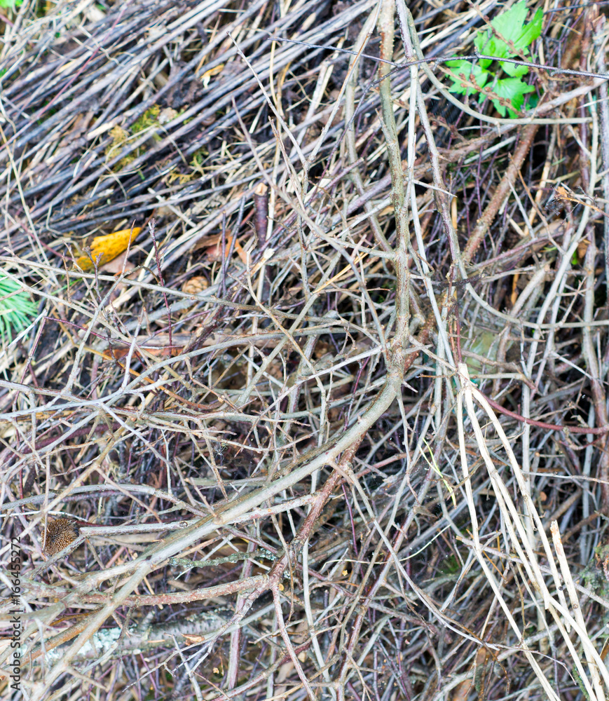 dry branches in the forest. background, texture. dry branches in the forest. background, texture.