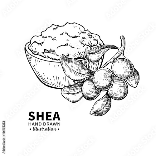 Shea butter vector drawing. Isolated vintage illustration of nuts. Organic essential oil engraved style sketch.