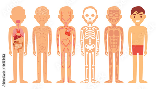 Different systems of human body diagram illustration