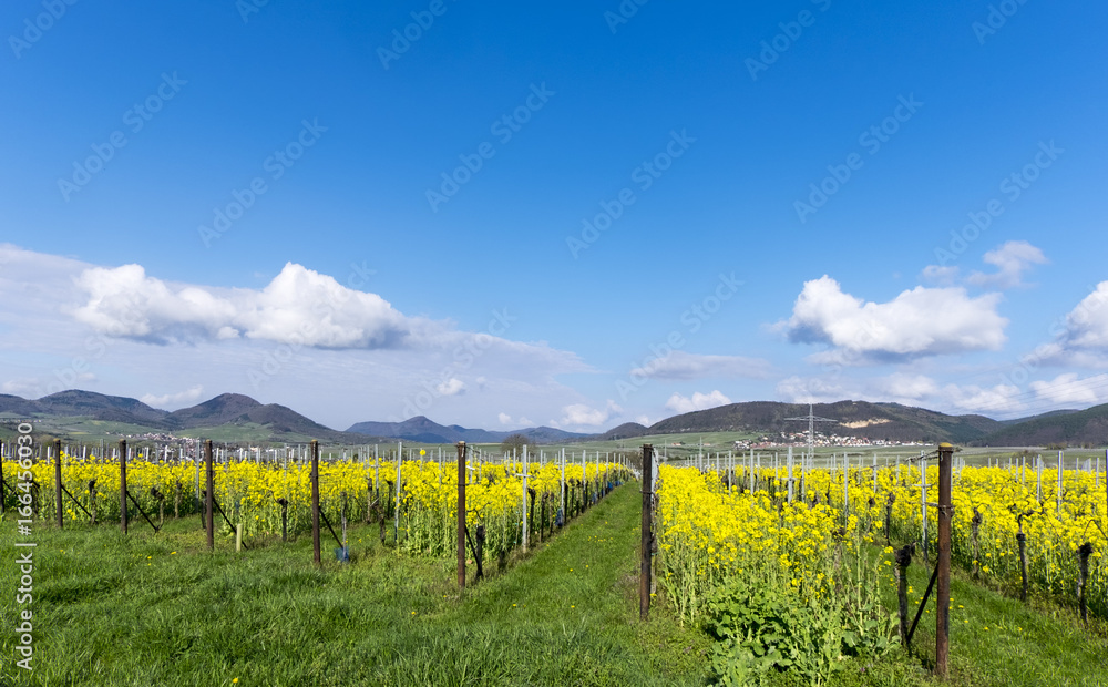 Fototapeta premium Weinfelder mit Raps