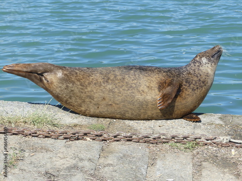 Seal in Saint Malo France