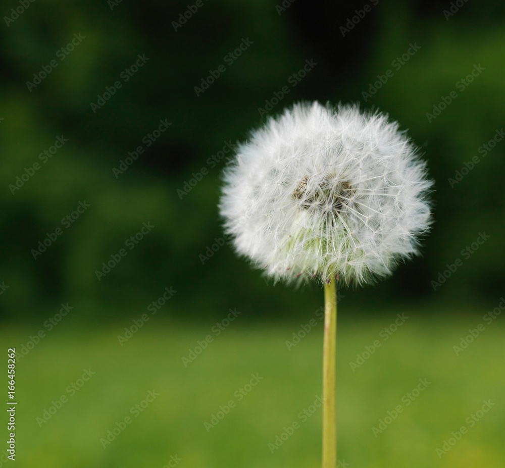 Dandelion in field