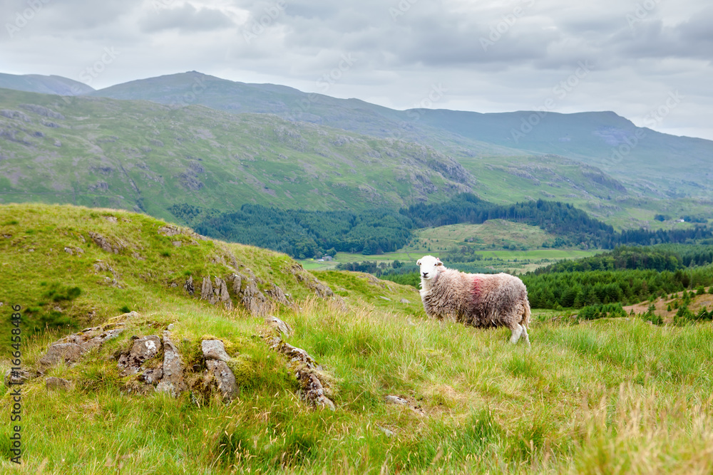 Rural landscapes in Lake District National Park, England, sheep, mountains on the background, selective focus