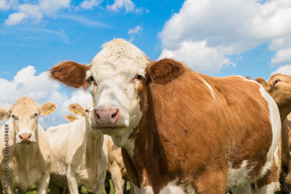 Cow face portrait of a brown cow on the pasture with blue sky in summer