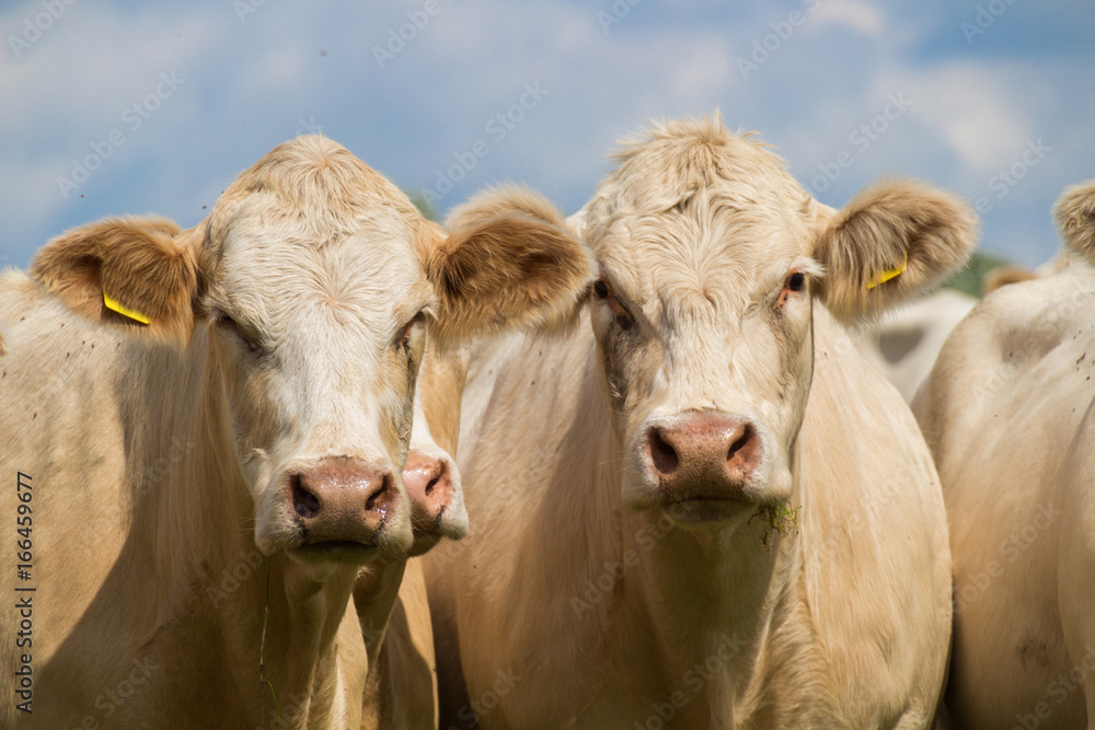 brown cows on the green pasture in summer brown cows on the green pasture in summer