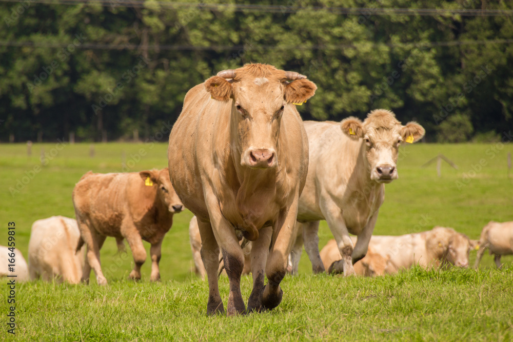 brown cows on the green pasture in summer brown cows on the green pasture in summer