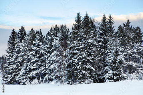 Snow covered pine forest