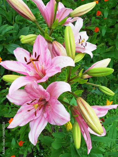 Fototapeta Naklejka Na Ścianę i Meble -  Pink lilies on flower bed in summer day