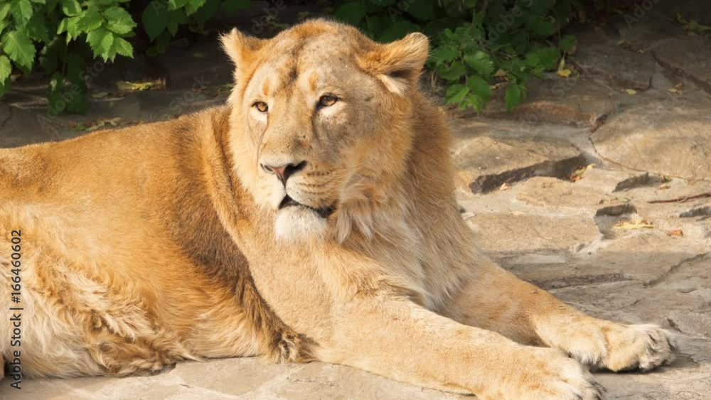Close up of big furry tired sleepy male lion king of beasts lying relaxing after meal on the rocks in national park Close up of big furry tired sleepy male lion king of beasts lying relaxing after meal on the rocks in national park