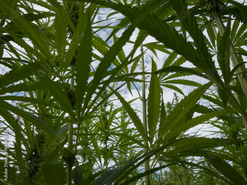 cannabis plantation   marijuana leaves