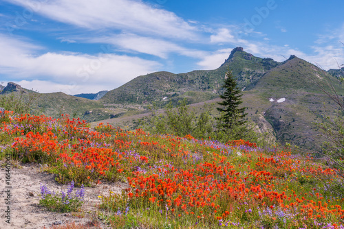 Amazing view of flowers and hills near big volcano along a fascinating Harry s Ridge Trail. Mount St Helens National Park  South Cascades in Washington State  USA