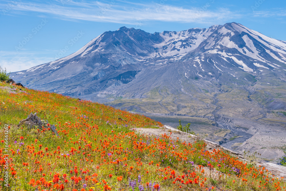 The breathtaking views of the volcano and amazing valley of flowers. Harry's Ridge Trail. Mount St Helens National Park, South Cascades in Washington State, USA The breathtaking views of the volcano and amazing valley of flowers. Harry's Ridge Trail. Mount St Helens National Park, South Cascades in Washington State, USA