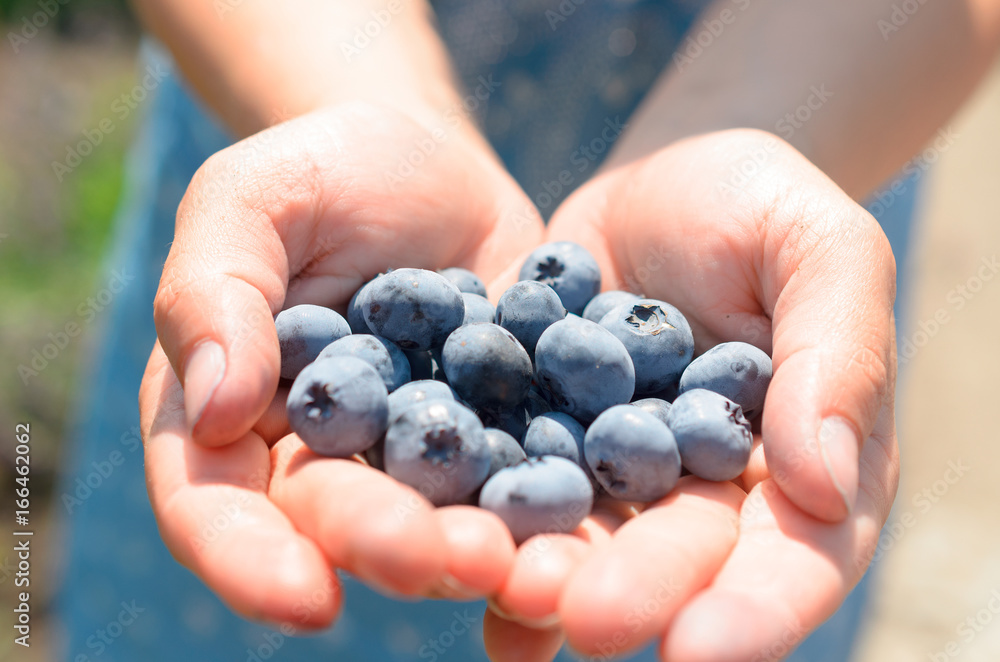 A handful of blue blueberries in female hands. A handful of blue blueberries in female hands.