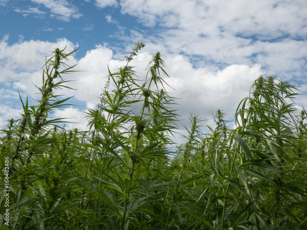cannabis plantation / marijuana leaves cannabis plantation / marijuana leaves