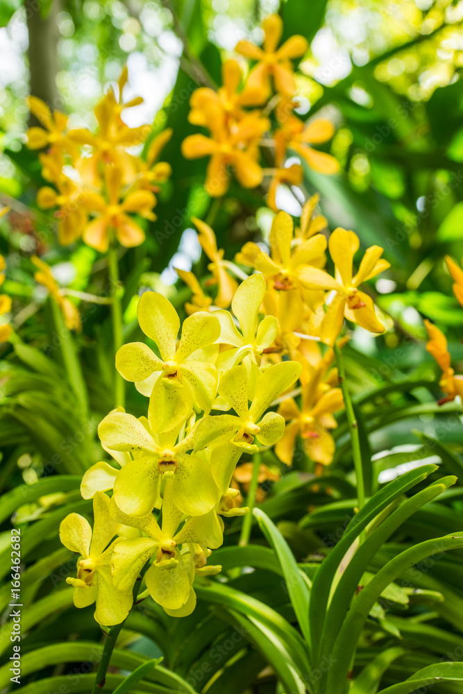 Fototapeta premium Yellow orchid flowers