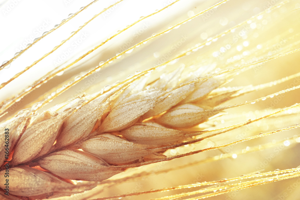 Dew drops on a gold ripe wheat ear close-up macro in sunlight  . Wheat ear in droplets of dew in nature on a soft blurry golden background. - obrazy, fototapety, plakaty 