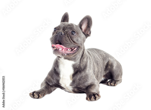 French Bulldog dog full-length isolated © Happy monkey