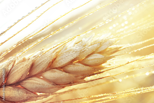Dew drops on a gold ripe wheat ear close-up macro in sunlight  . Wheat ear in droplets of dew in nature on a soft blurry golden background. photo