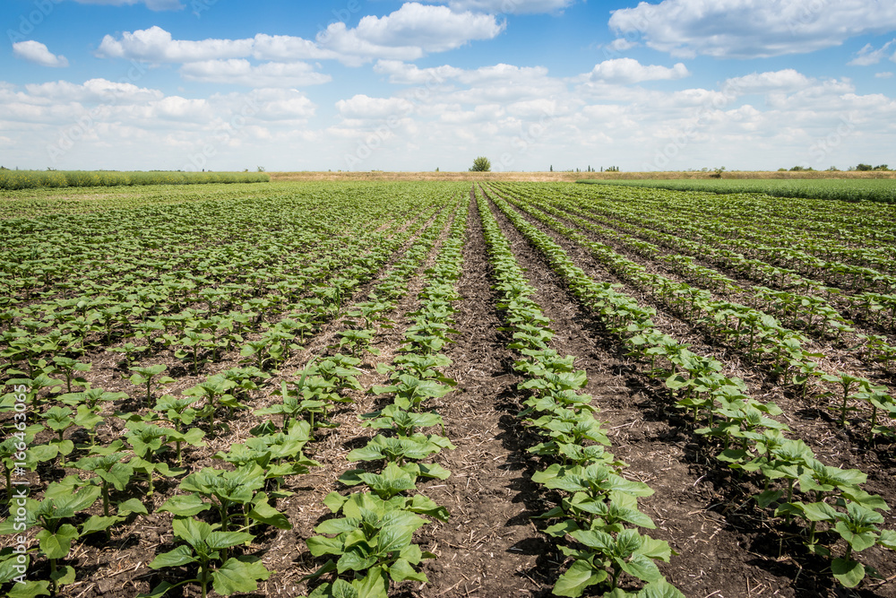 Beet field sky