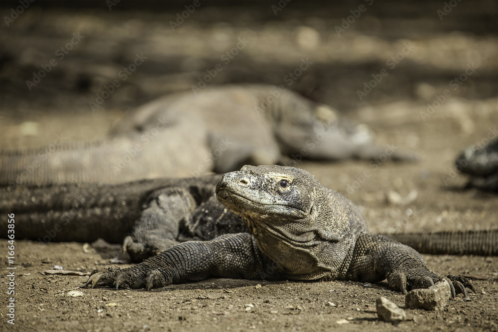 Komodo dragon lying/walking at Komodo Island, Indonesia Komodo dragon lying/walking at Komodo Island, Indonesia