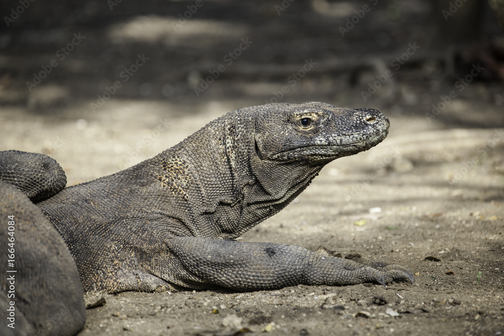 Obraz premium Komodo dragon lying/walking at Komodo Island, Indonesia