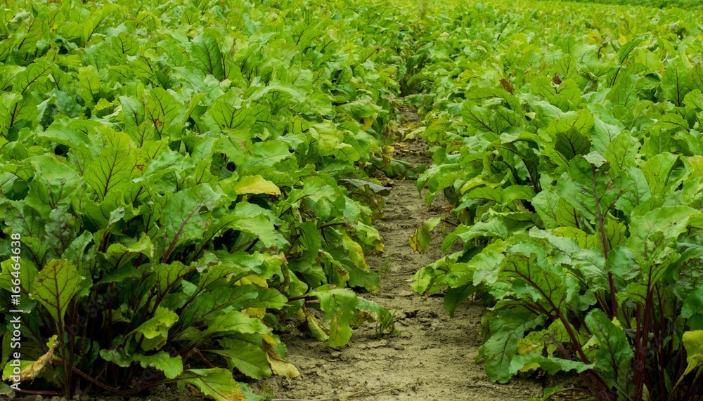 Beet plants Beet plants