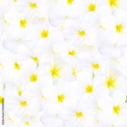 white frangipani tropical flower  plumeria flower blooming on white background