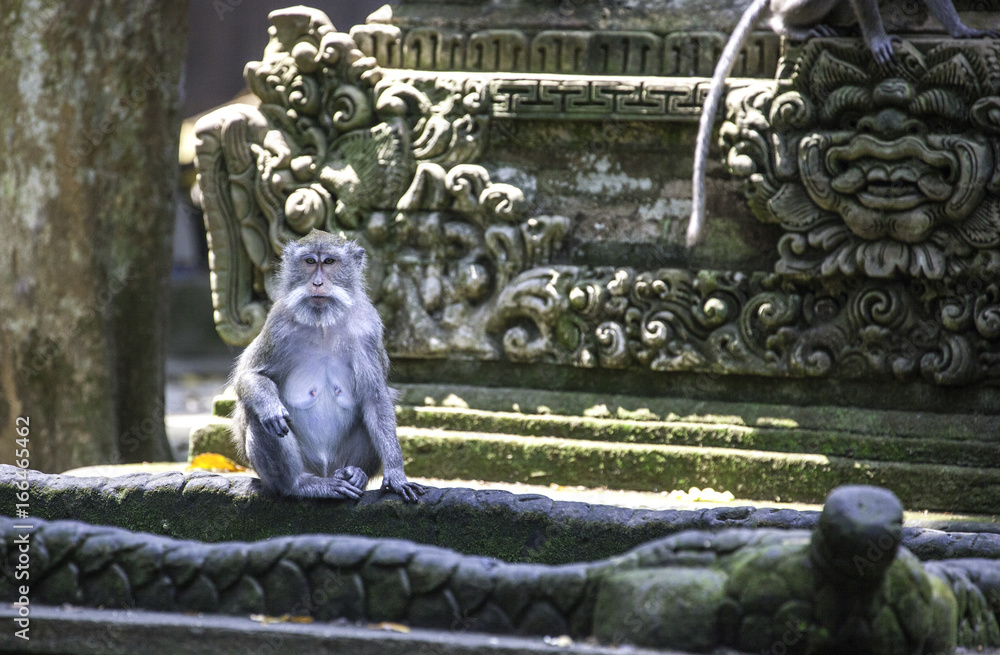 Long-tailed macaque in front of temple bassin, Bali, Indonesia