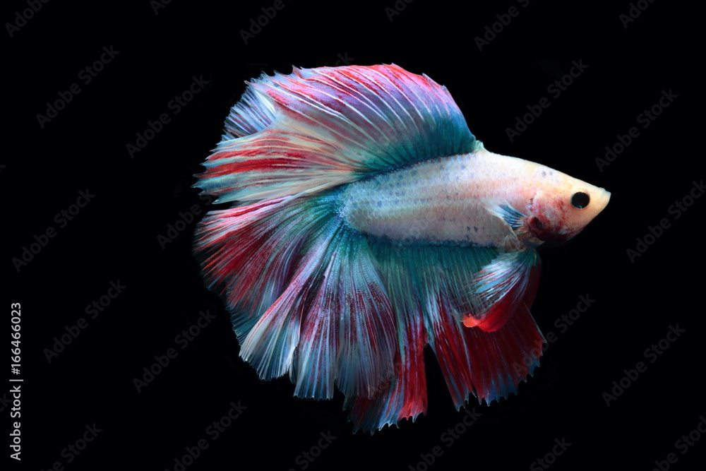 yellow fighting fish on a black background. yellow fighting fish on a black background.