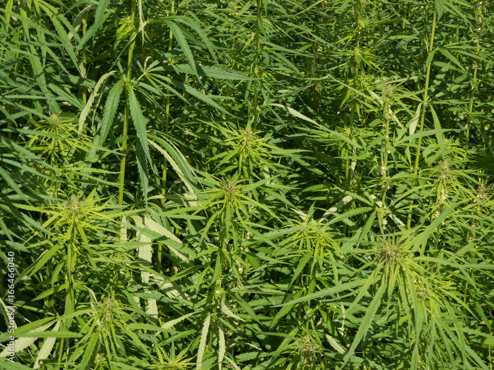 cannabis plantation / marijuana leaves cannabis plantation / marijuana leaves