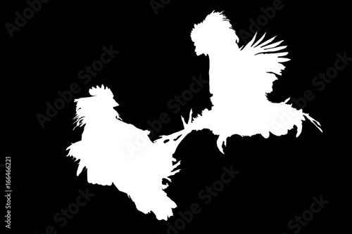 Foto cocks that fight white on black