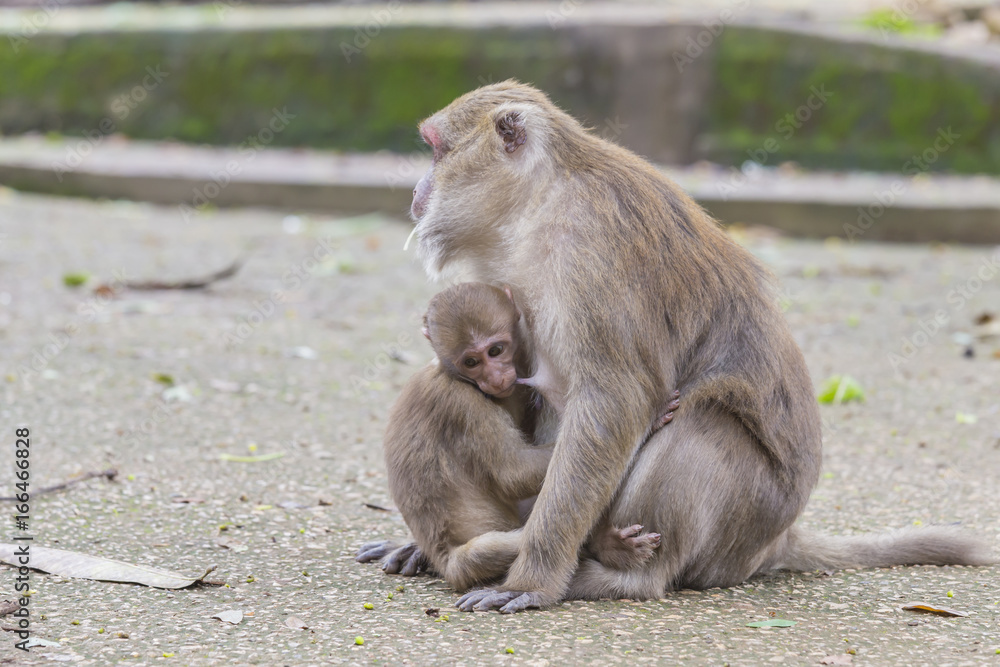 Naklejka premium Monkey tropical forests.
