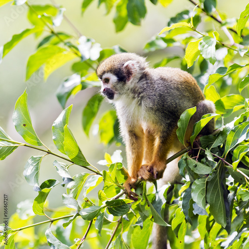 Common squirrel monkey