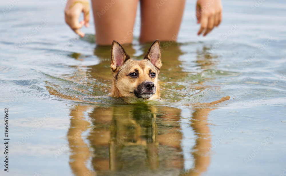 dog's muzzle floating in the sea