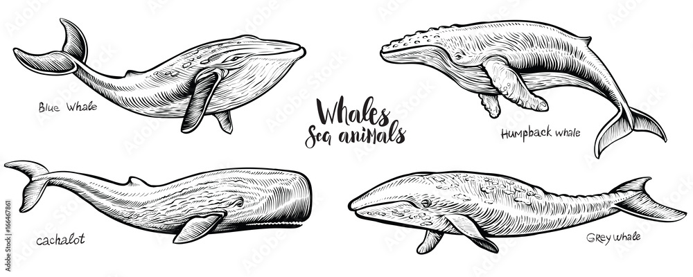 Naklejka premium Wieloryby wektor ilustracja.